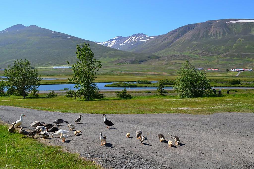 Hoefthi Cottages Dalvik Luaran gambar
